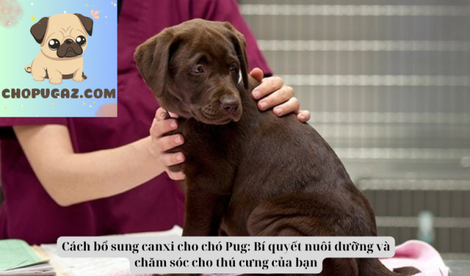 Cách bổ sung canxi cho chó Pug: Bí quyết nuôi dưỡng và chăm sóc cho thú cưng của bạn