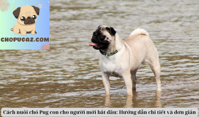 Cách nuôi chó Pug con cho người mới bắt đầu: Hướng dẫn chi tiết và đơn giản