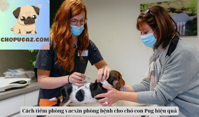 Cách tiêm phòng vacxin phòng bệnh cho chó con Pug hiệu quả