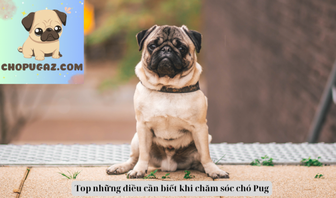 Top những điều cần biết khi chăm sóc chó Pug