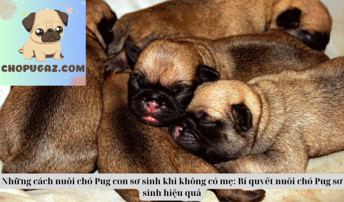 Những cách nuôi chó Pug con sơ sinh khi không có mẹ: Bí quyết nuôi chó Pug sơ sinh hiệu quả