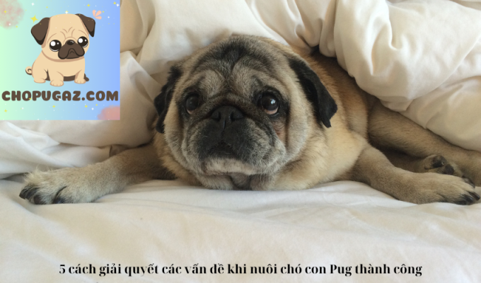 5 cách giải quyết các vấn đề khi nuôi chó con Pug thành công