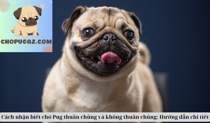 Cách nhận biết chó Pug thuần chủng và không thuần chủng: Hướng dẫn chi tiết