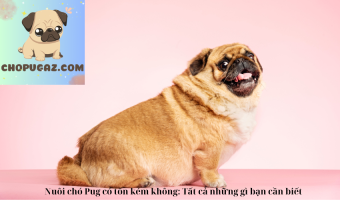 Nuôi chó Pug có tốn kém không: Tất cả những gì bạn cần biết