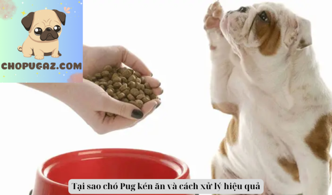 Tại sao chó Pug kén ăn và cách xử lý hiệu quả