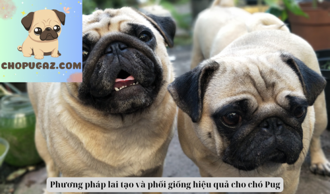 Phương pháp lai tạo và phối giống hiệu quả cho chó Pug