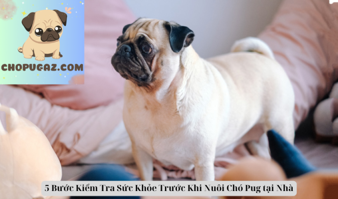 5 Bước Kiểm Tra Sức Khỏe Trước Khi Nuôi Chó Pug tại Nhà