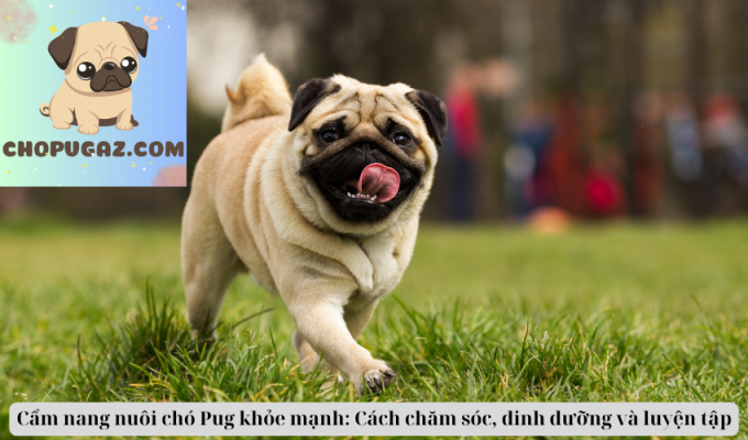 Cẩm nang nuôi chó Pug khỏe mạnh: Cách chăm sóc, dinh dưỡng và luyện tập