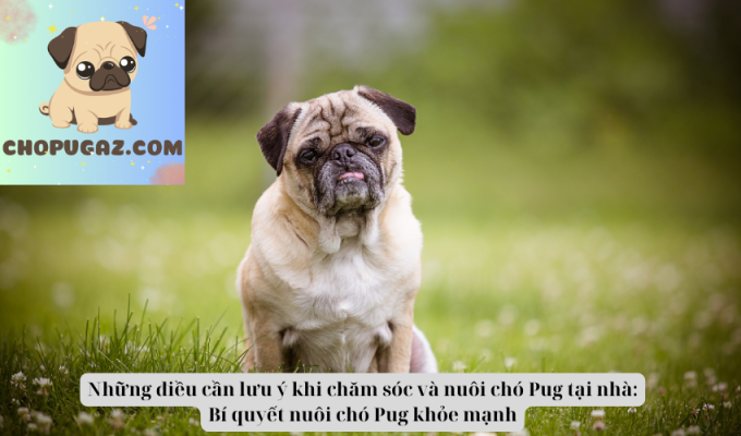 Những điều cần lưu ý khi chăm sóc và nuôi chó Pug tại nhà: Bí quyết nuôi chó Pug khỏe mạnh