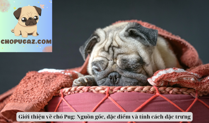 Giới thiệu về chó Pug: Nguồn gốc, đặc điểm và tính cách đặc trưng