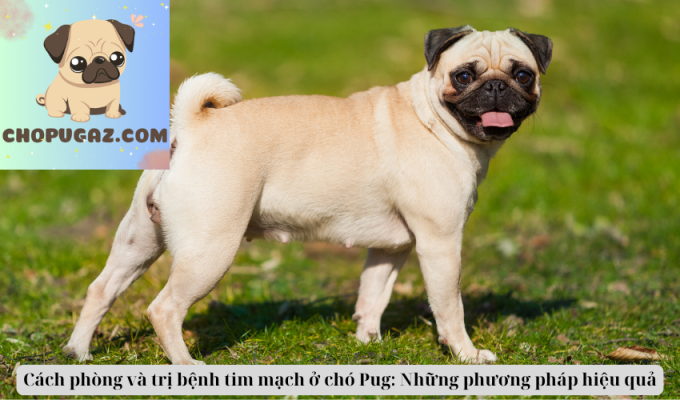 Cách phòng và trị bệnh tim mạch ở chó Pug: Những phương pháp hiệu quả