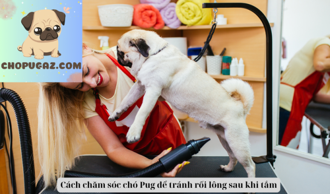 Cách chăm sóc chó Pug để tránh rối lông sau khi tắm