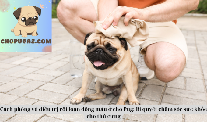 Cách phòng và điều trị rối loạn đông máu ở chó Pug: Bí quyết chăm sóc sức khỏe cho thú cưng