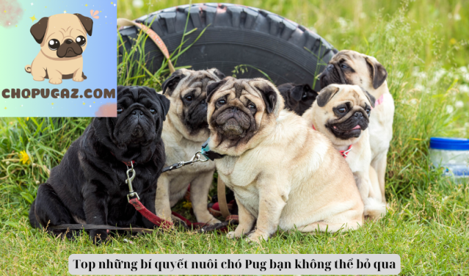 Top những bí quyết nuôi chó Pug bạn không thể bỏ qua