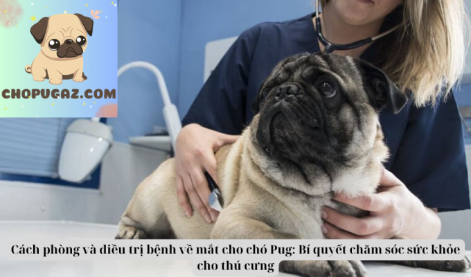 Cách phòng và điều trị bệnh về mắt cho chó Pug: Bí quyết chăm sóc sức khỏe cho thú cưng