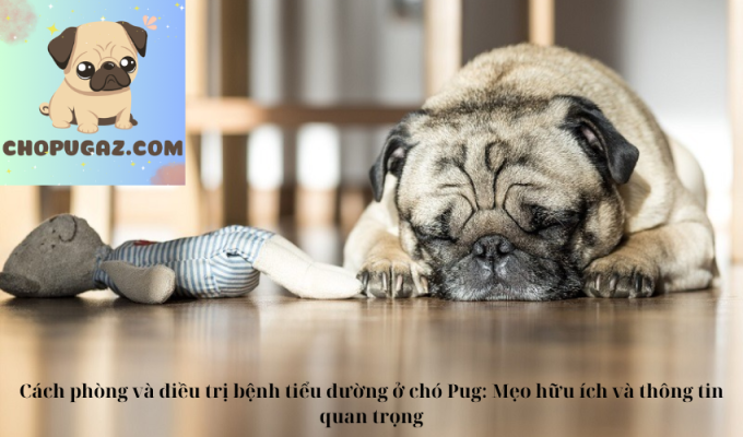 Cách phòng và điều trị bệnh tiểu đường ở chó Pug: Mẹo hữu ích và thông tin quan trọng