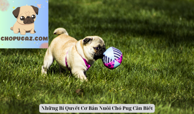 Những Bí Quyết Cơ Bản Nuôi Chó Pug Cần Biết