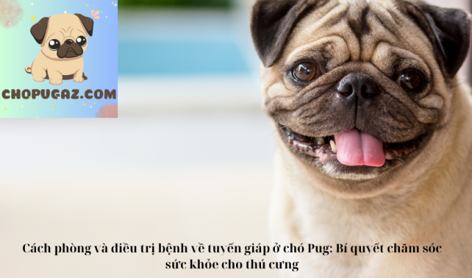 Cách phòng và điều trị bệnh về tuyến giáp ở chó Pug: Bí quyết chăm sóc sức khỏe cho thú cưng