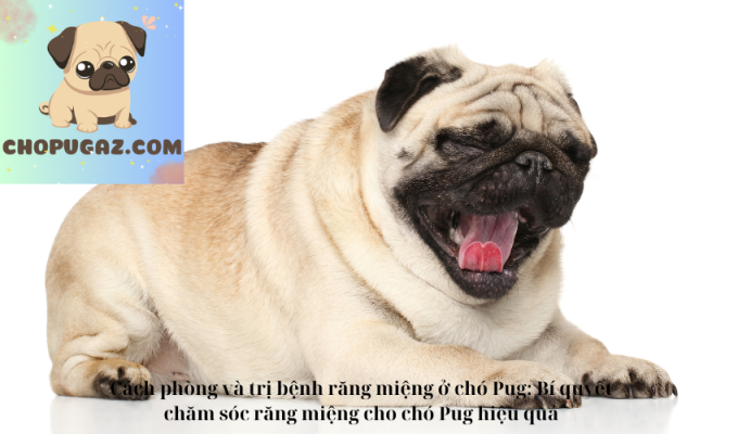 Cách phòng và trị bệnh răng miệng ở chó Pug: Bí quyết chăm sóc răng miệng cho chó Pug hiệu quả