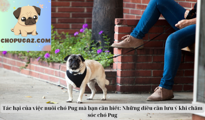 Tác hại của việc nuôi chó Pug mà bạn cần biết: Những điều cần lưu ý khi chăm sóc chó Pug