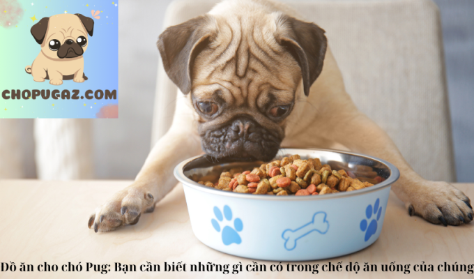 Đồ ăn cho chó Pug: Bạn cần biết những gì cần có trong chế độ ăn uống của chúng