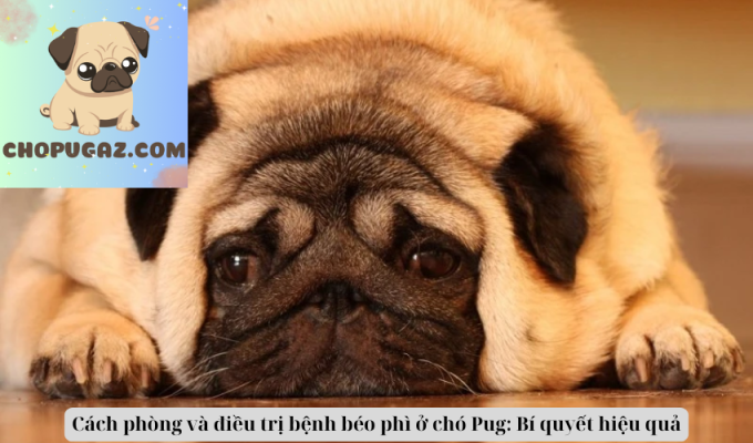 Cách phòng và điều trị bệnh béo phì ở chó Pug: Bí quyết hiệu quả