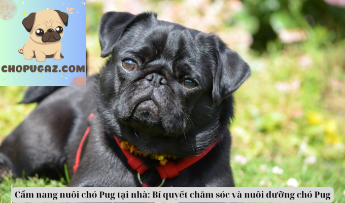 Cẩm nang nuôi chó Pug tại nhà: Bí quyết chăm sóc và nuôi dưỡng chó Pug