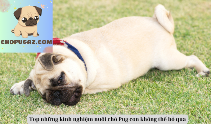 Top những kinh nghiệm nuôi chó Pug con không thể bỏ qua