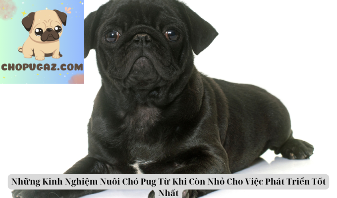 Những Kinh Nghiệm Nuôi Chó Pug Từ Khi Còn Nhỏ Cho Việc Phát Triển Tốt Nhất