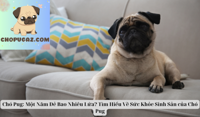 Chó Pug: Một Năm Đẻ Bao Nhiêu Lứa? Tìm Hiểu Về Sức Khỏe Sinh Sản của Chó Pug