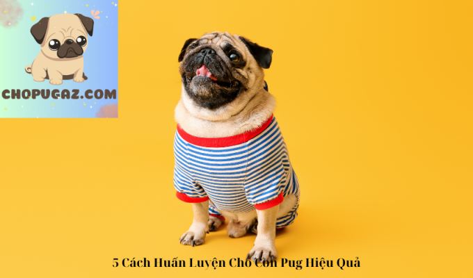 5 Cách Huấn Luyện Chó Con Pug Hiệu Quả