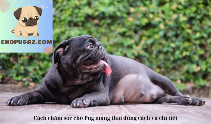 Cách chăm sóc chó Pug mang thai đúng cách và chi tiết