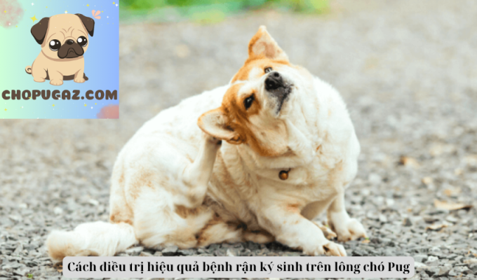 Cách điều trị hiệu quả bệnh rận ký sinh trên lông chó Pug