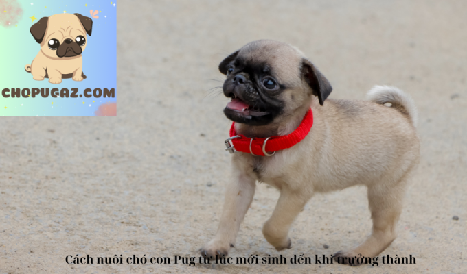 Cách nuôi chó con Pug từ lúc mới sinh đến khi trưởng thành