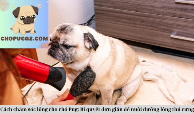 Cách chăm sóc lông cho chó Pug: Bí quyết đơn giản để nuôi dưỡng lông thú cưng