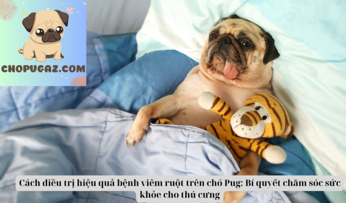 Cách điều trị hiệu quả bệnh viêm ruột trên chó Pug: Bí quyết chăm sóc sức khỏe cho thú cưng