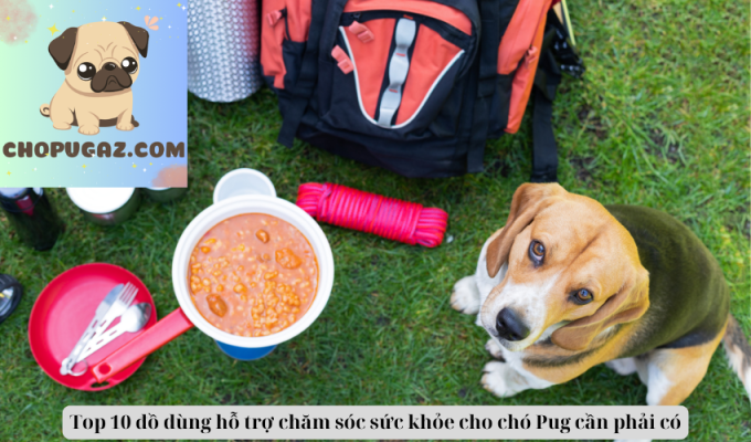 Top 10 đồ dùng hỗ trợ chăm sóc sức khỏe cho chó Pug cần phải có