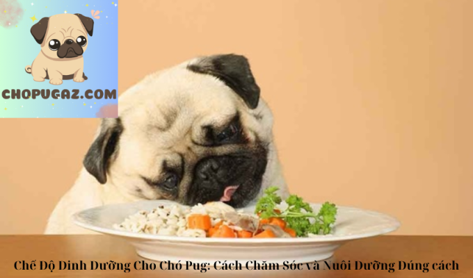 Chế Độ Dinh Dưỡng Cho Chó Pug: Cách Chăm Sóc và Nuôi Dưỡng Đúng cách