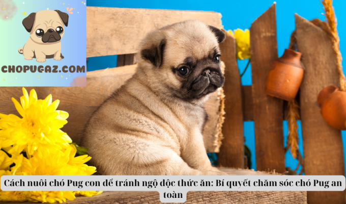 Cách nuôi chó Pug con để tránh ngộ độc thức ăn: Bí quyết chăm sóc chó Pug an toàn