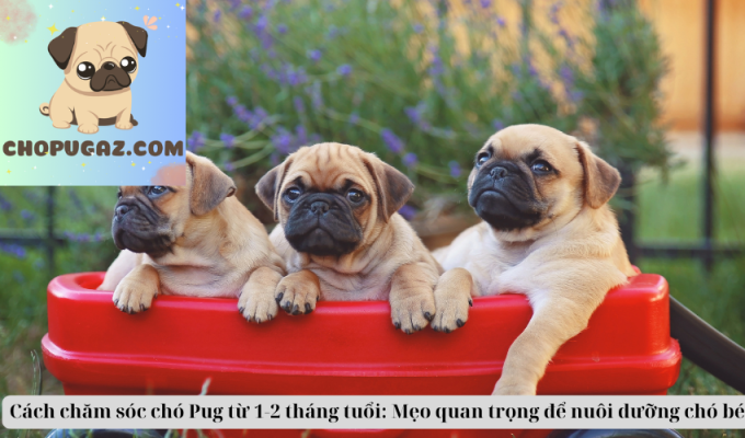 Cách chăm sóc chó Pug từ 1-2 tháng tuổi: Mẹo quan trọng để nuôi dưỡng chó bé